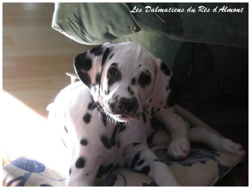 rencontre dalmatien