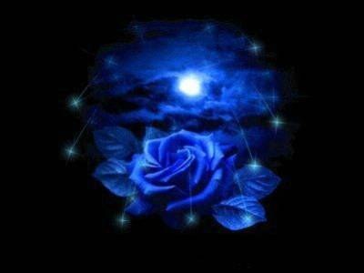 belle image d'une rose bleu