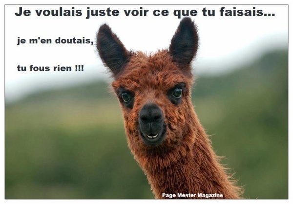 Funny Images: Images Droles Humour Animaux