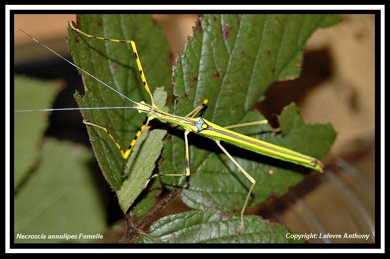 Necroscia Annulipes