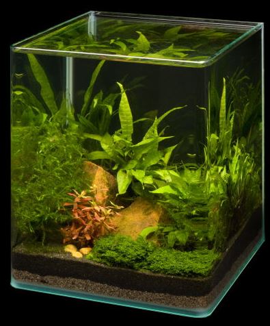 60 litri di Tropica - Pagina 4 - Forum acquariofilia facile: allestimento e  gestione facile dell' acquario, tutto sui pesci tropicali