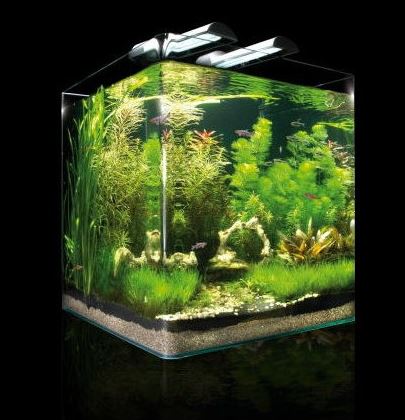 Eccolo! 60 litri asiatico - Acquariofilia Facile