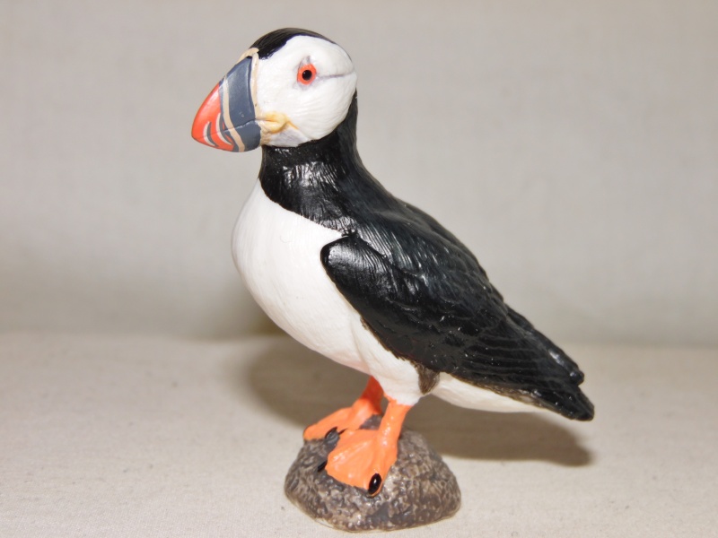 Tufted Puffin  Saint Louis Zoo