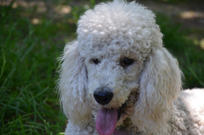 rencontre de chien pour saillie