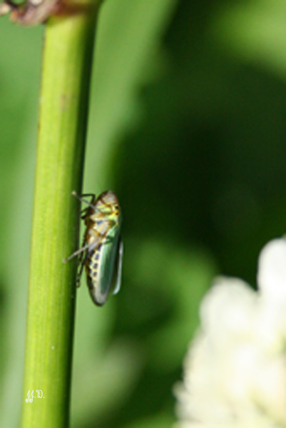 cicade11.jpg