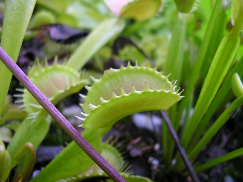 Dionaea 