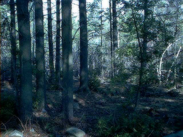 forest11.jpg