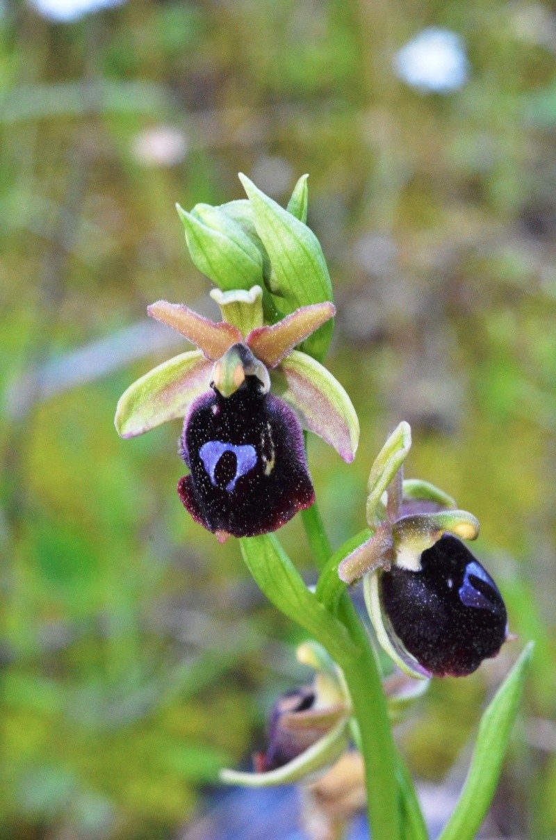 ophrys29.jpg