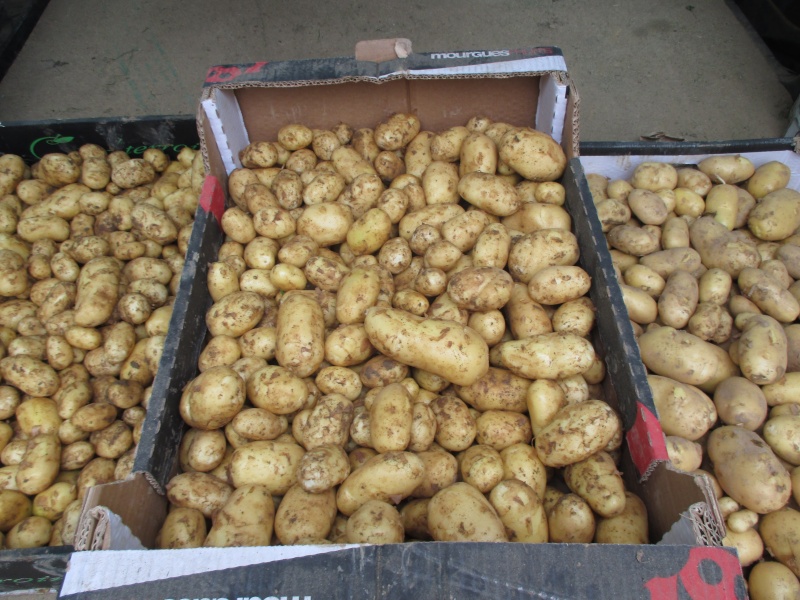 patate15.jpg