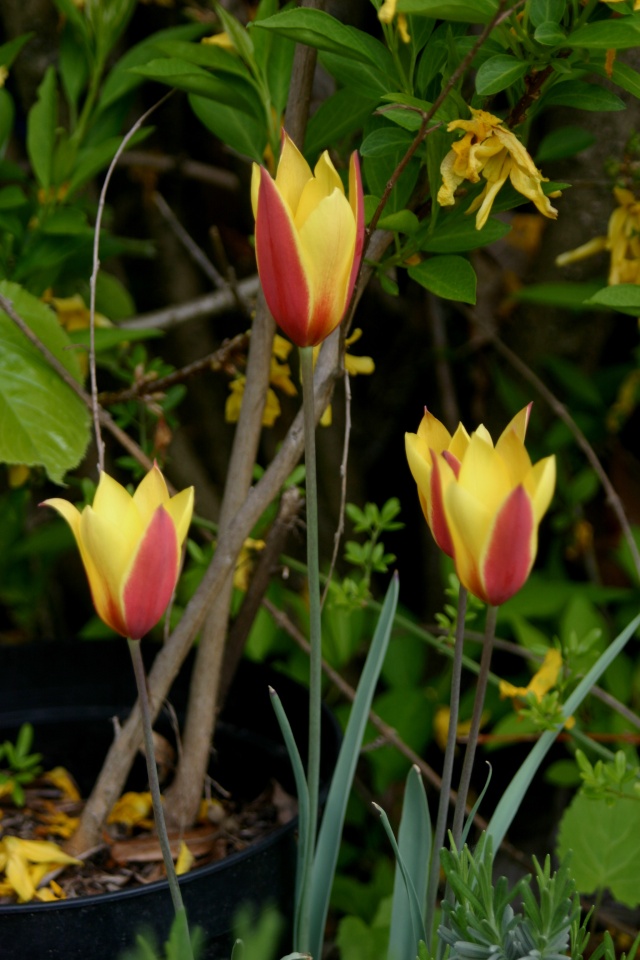 tulipa11.jpg