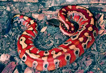 python11.png