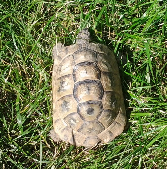 Help needed identifying a tort | Tortoise Forum