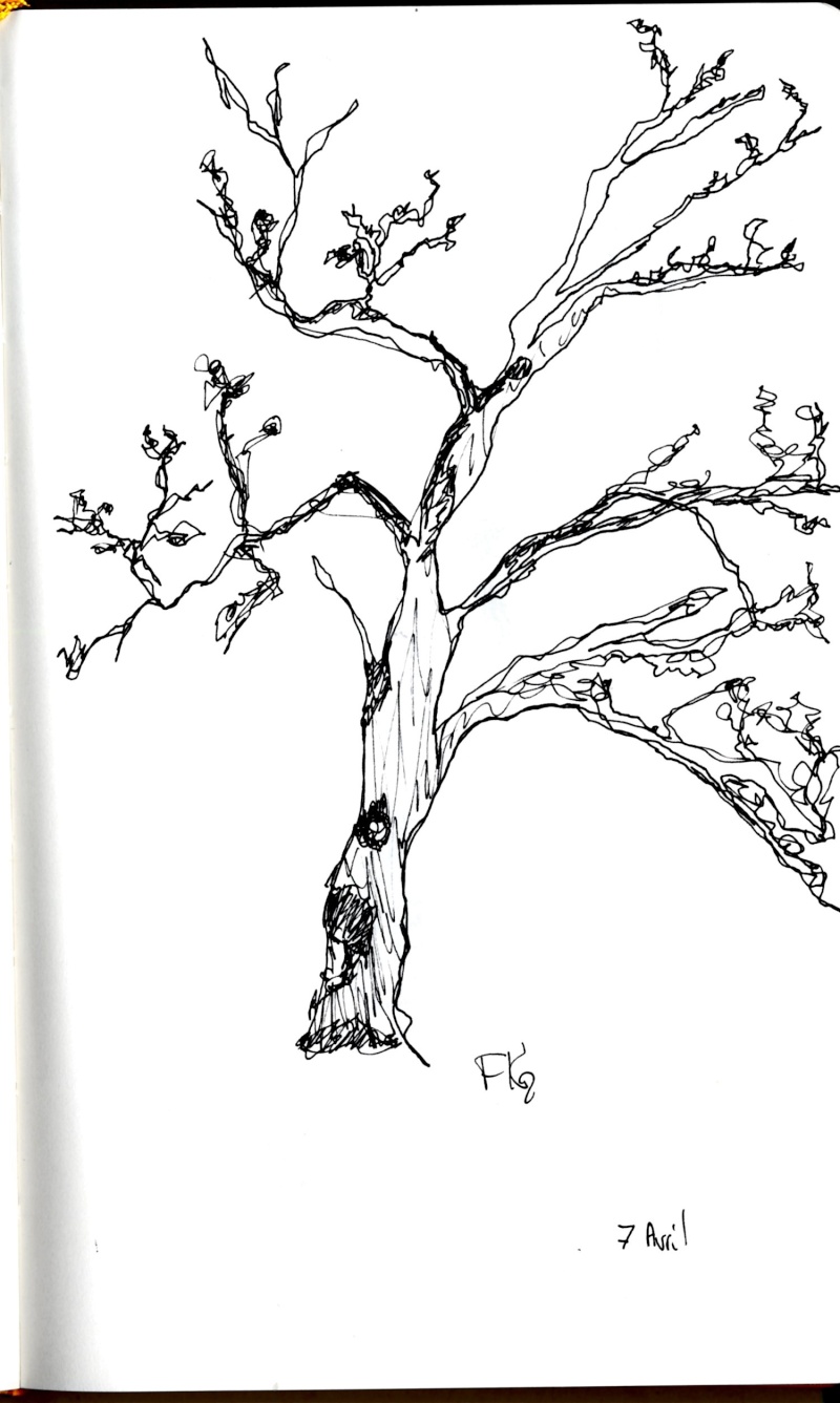 arbre_10.jpg
