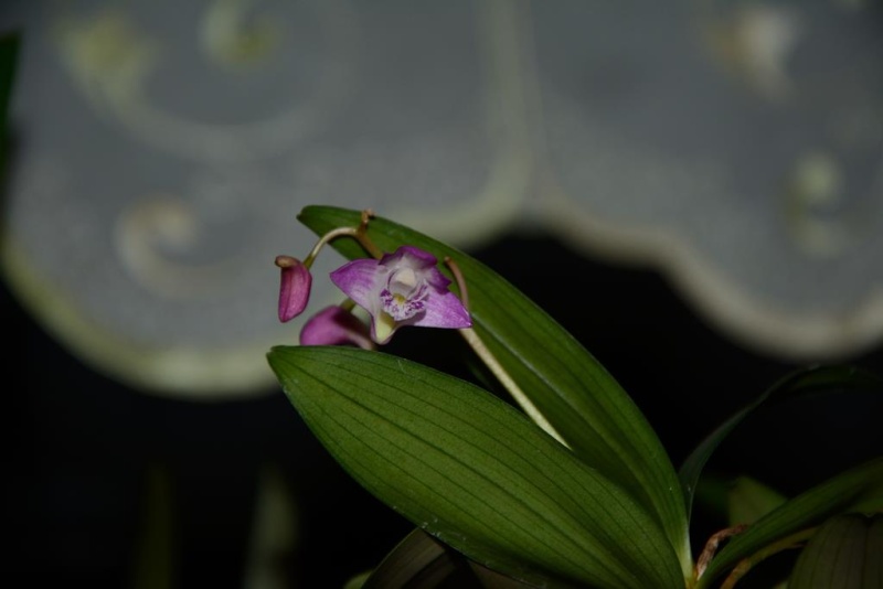 dsc_1510.jpg