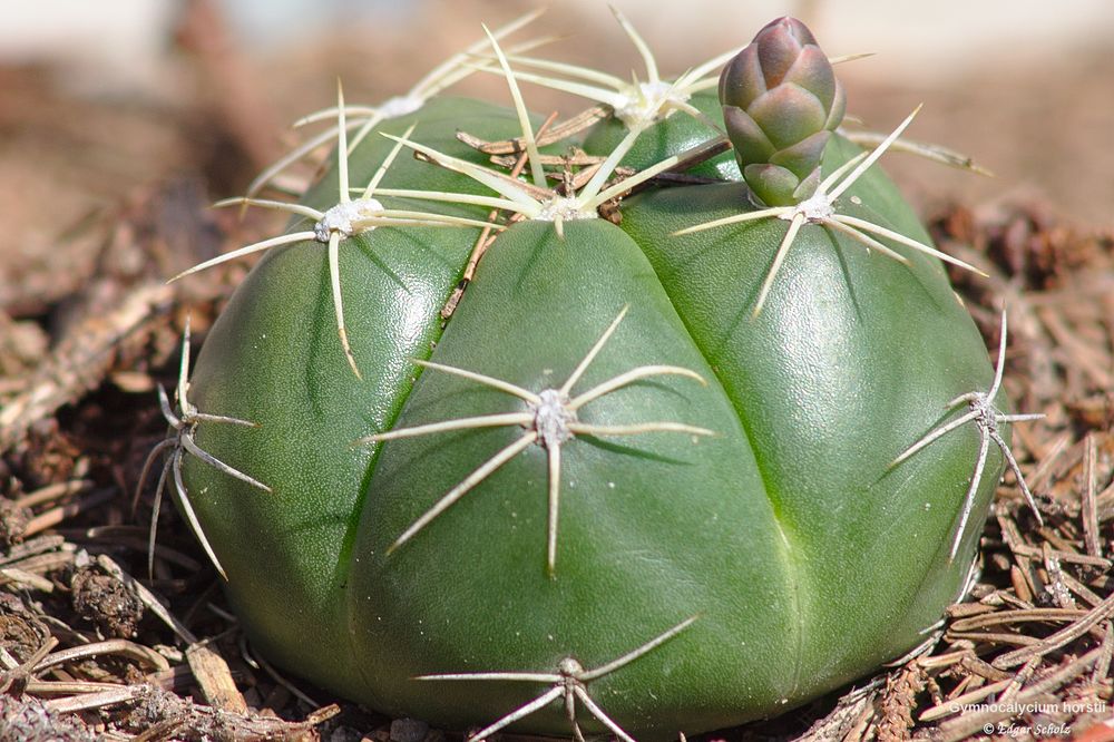 kaktus10.jpg