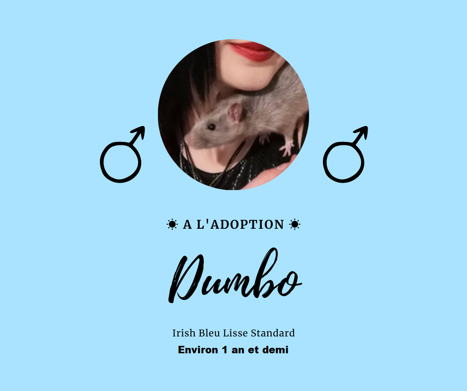 dumbo10.png